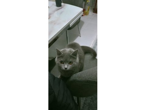 British shorthair maya kızımız yeni yuvasını arıyor