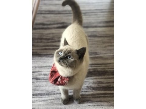 British shorthair kedisi