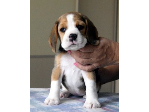 Avcı beagle yavrularım