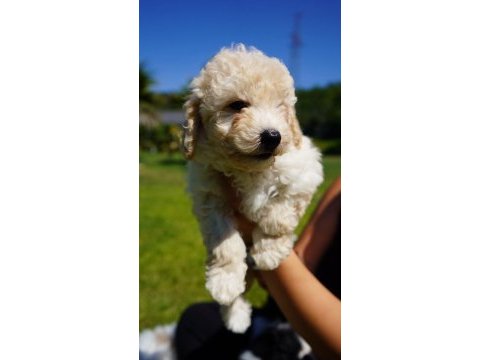Akıllı ve tüy dökmeyen karakteriyle maltipoo yavrusu