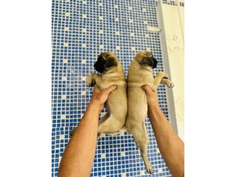 Pug mops yavruları sizleri bekliyor