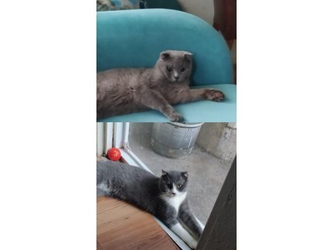 Gri ve gri-beyaz british iki kedi