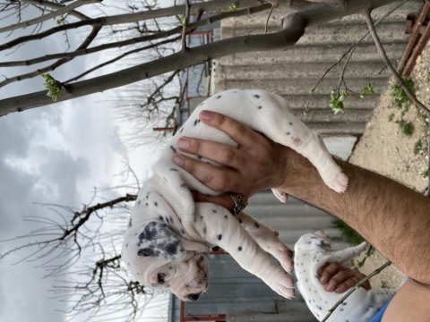 Benekli dalmaçyalı çoçuklar