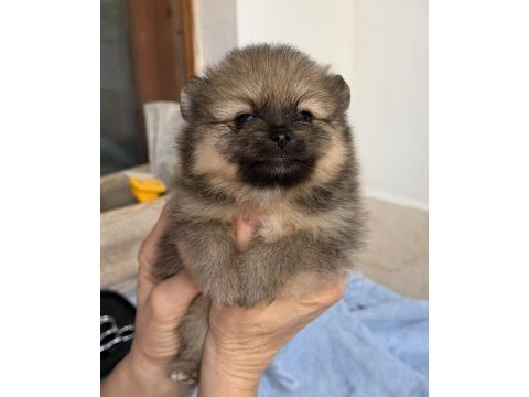 Pomeranian teddy bear mini teacup dişi
