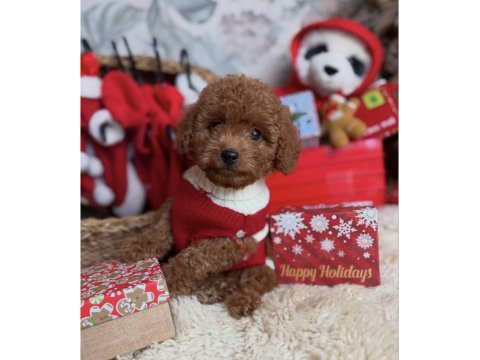 Safkan ırk garantili toy poodle yavrularımız