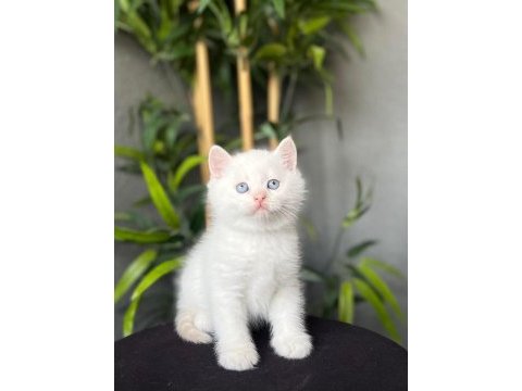 British shorthair red point yavrularım 