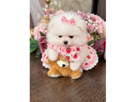 Mikro boy prenses pomeranian