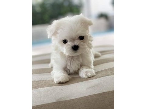 Maltese 0 numara kore kan bebek köpeklerimiz