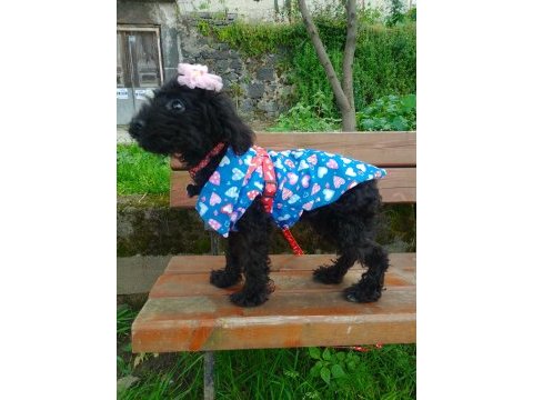 Toy poodle