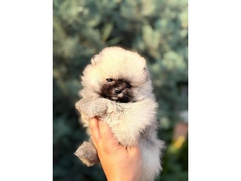 Ankarada tek pomeranian bebekler