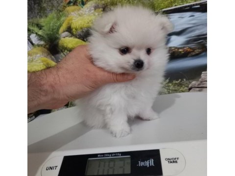 Çok tatlı uygun fiyatlı pomeranian yavru