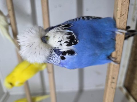 Rengarenk muhabbet kuşları