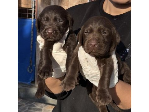 Labrador redriever sevimli yavrular