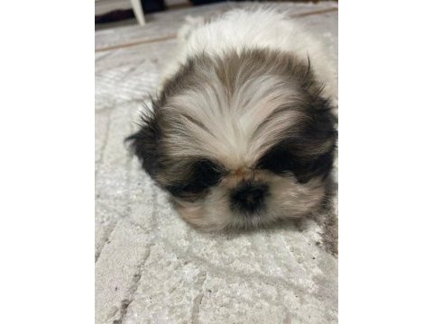 Yavru şitsu köpeği