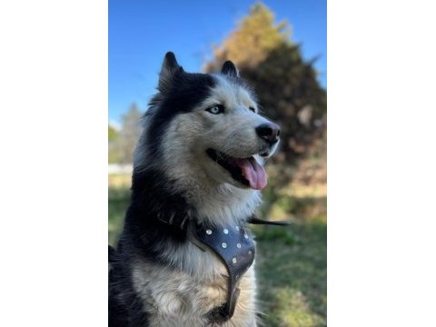 Husky köpeğimize acil yuva aranıyor