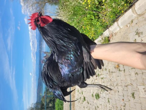 Alman australorp tavuklar