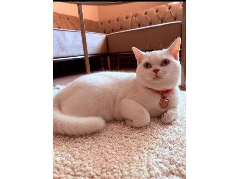 1 yaşında dişi british shorthair kısır