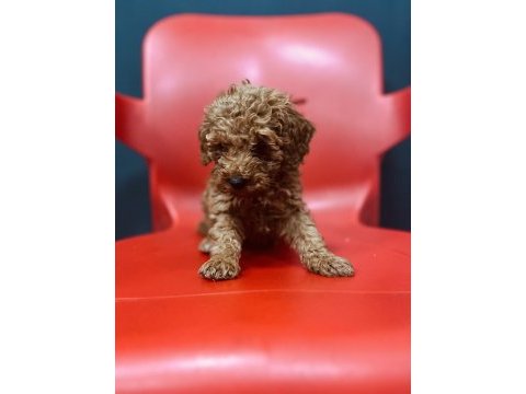 Ömürlük yuva arayan kıvırcık toy poodle kardeşler