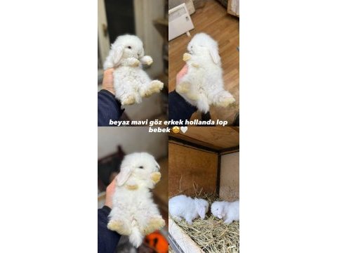 Hollanda lop tavşanları