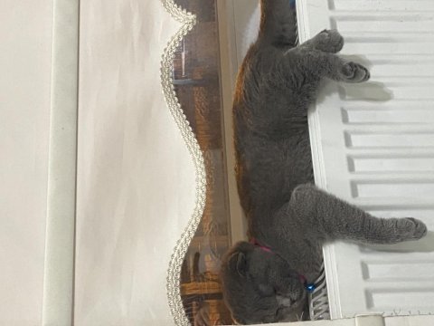 Scottish fold dişi 6 aylık bebek