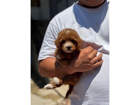 Oyuncu maltipoo yavruları