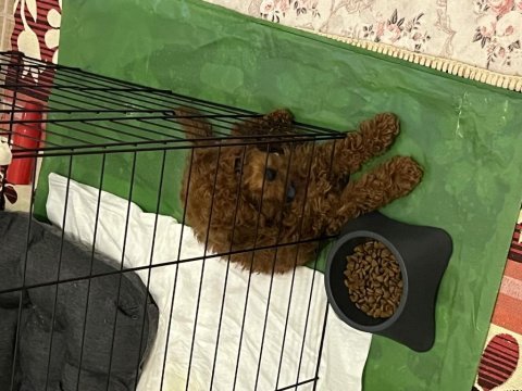 Toy poodle yavru 3 aylık erkek