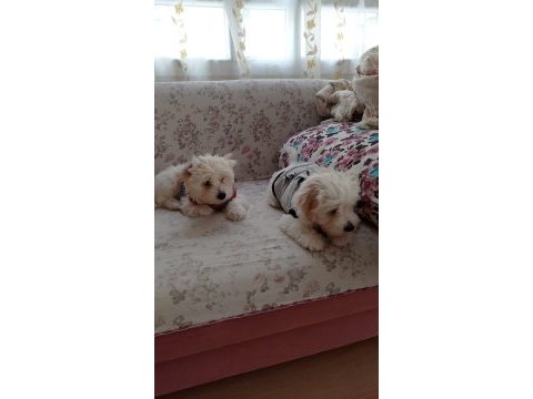 3 erkek terrier bebeğim