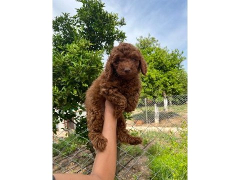Anne altından red brown poodle yavrumuz