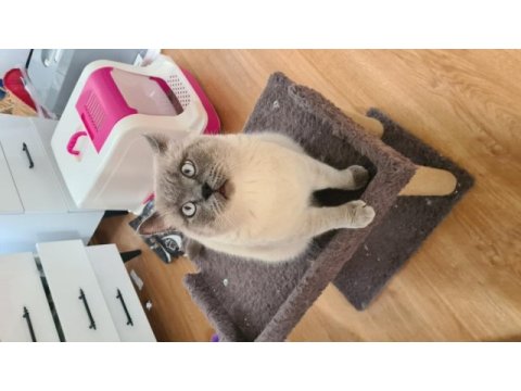 Evde kedi fazlalığından ev kedilerimi sahiplendiriyorum
