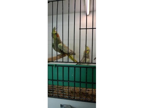Pasifik petshoptan yavru sultan papağanları