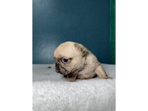 Mavi göz french bulldog yavrular