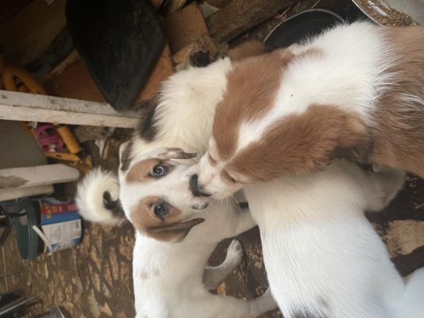 Evcil hayvan köpek