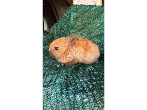 Hollanda lop ve cüce tavşanları