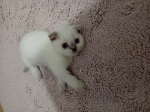 Minik scottish fold yavrumuz yuva arıyor