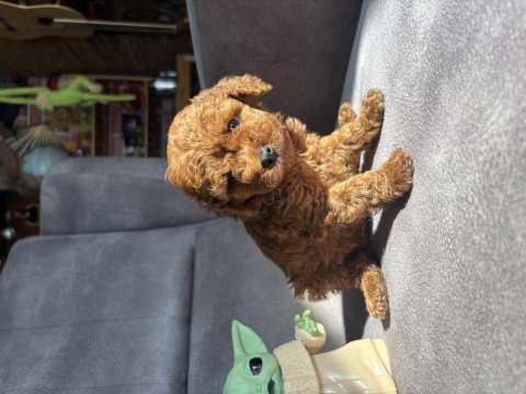 Teacup garantili toy poodle kızımız