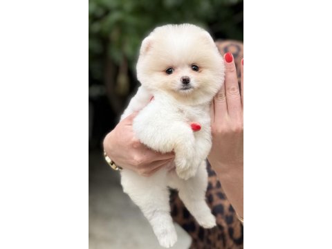 Dişi pomeranian boo