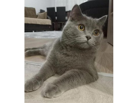 British shorthair kedim leomu sahiplendiriyorum