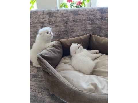 Beyaz scottish fold yavrular