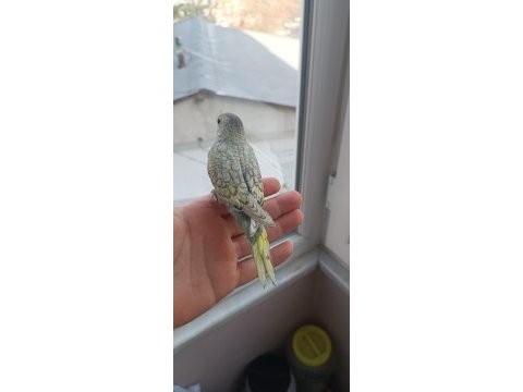 Yeni yeme düşmüş muhabbet kuşu yavrular