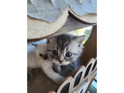 Bebek kediler yeni yuvalarına hazır
