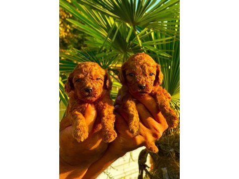 Toy poodle yavruları
