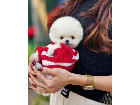 Albino bembeyaz fincan boy pomeranian boo