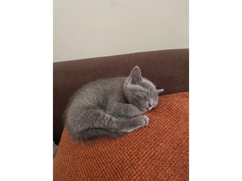 British shorthair yavrumuza sıcak yuva arıyoruz