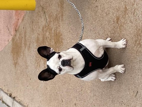 Ücretsiz sahiplendirme 11 aylık fransız bulldog