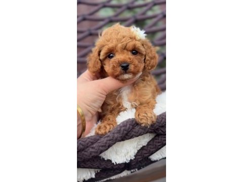 Toy poodle kore
