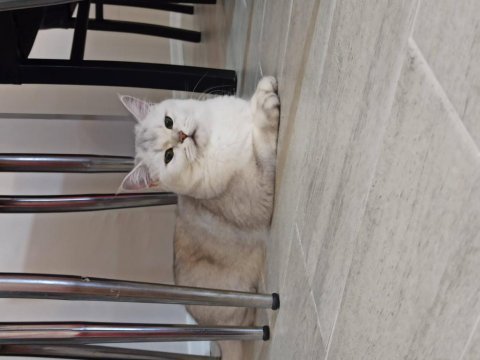 Safkan şecereli dişi british shorthair