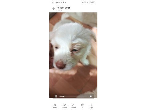 4 yavru köpeğimiz 1 buçuk aylık acil