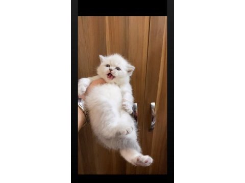 Safkan mavi göz ayıcık suratlı british shorthair yavrular