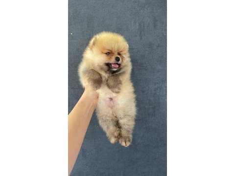Teacup pomeranian