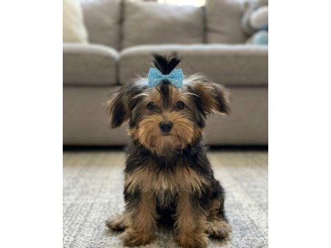 Baldan tatlı yorkshire terrier yavrular